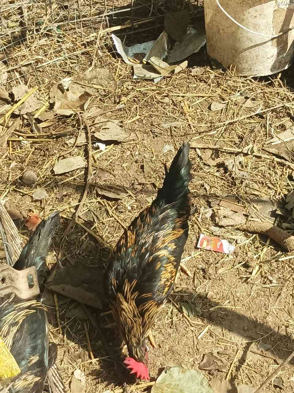 ديوكه عرب • بنات • العدد ٥