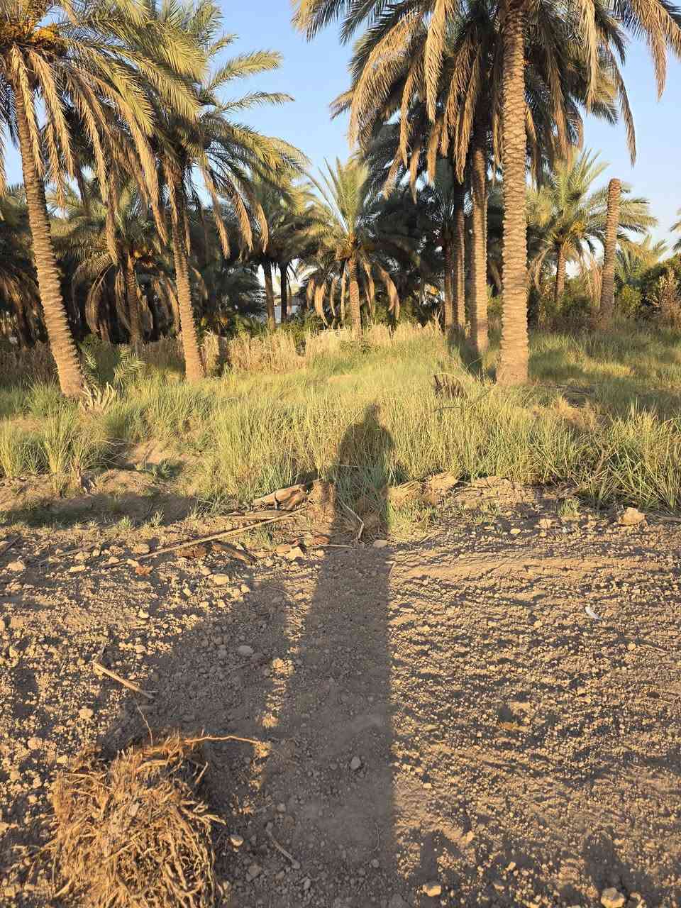 السلام عليكم ورحمة الله وبركاتة🫱🏽‍🫲🏻 متابعينا الكرام👥 
قطع اراضي للبيع المساحات مختلفه
200_400_600 ملك صرف زراعي يتوفر فيها ماء ⛲وكهرباء 💡
العنوان:شاطئ تاجي/شارع جميل الويس قرب جامع الوهاب🕌 
للاستفسار الاتصال على الارقام الاتيه كورك: ***********📞📞
+(واتساب) 
اسيا: ***********📞📞
#مكتب_ديرتنا_للعقار🏢
 #بإدارة_أحمد_أبومصطفى🌹
تواصلو معنا وسنكون بخدمتكُم 🤍
