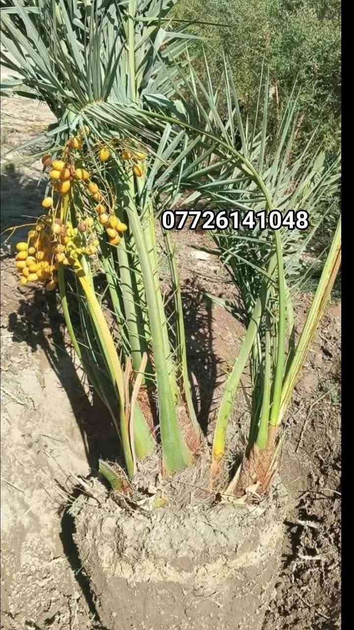 🟥أنواع الفسائل المتوفره استفسار ***********
✅ برحي 🌱 خستاوي.  بريم 🌱 عمران 🌱 تبرزل 🌱 مكتوم 🌱 جمالي 🌱 اشرصي 🌱 بربن   حمراوي 🌱 شكر 🌱 شوثي أصفر ✅
                جبجاب  بلكه حمرت الجبل اصابع العروس 
 مجهول خضراوي.                                        عوينت ايوب
🔶  
🔶 متوفرة بأحجام متعددة حسب الطلب، وتشمل الفسائل للأمهات 

يوجد لدينا كادر متخصص في عمل منظومة تقطير للحدائق والبساتين ودوائر الدولة

يوجد لدينا كدر متخصص في ترتيب  الحدائق المتروكه وتجهيزه 

كادر عمل متخصص لبناء دور الاستراحه بتصميم هندسي
 وحسب الطلب 

💼 جاهزون لتجهيز دوائر الدولة، المشاتل، والمزارع الخاصة والعامة.

للتواصل والاستفسار عن الأسعار 
واتساب ☎️
***********
