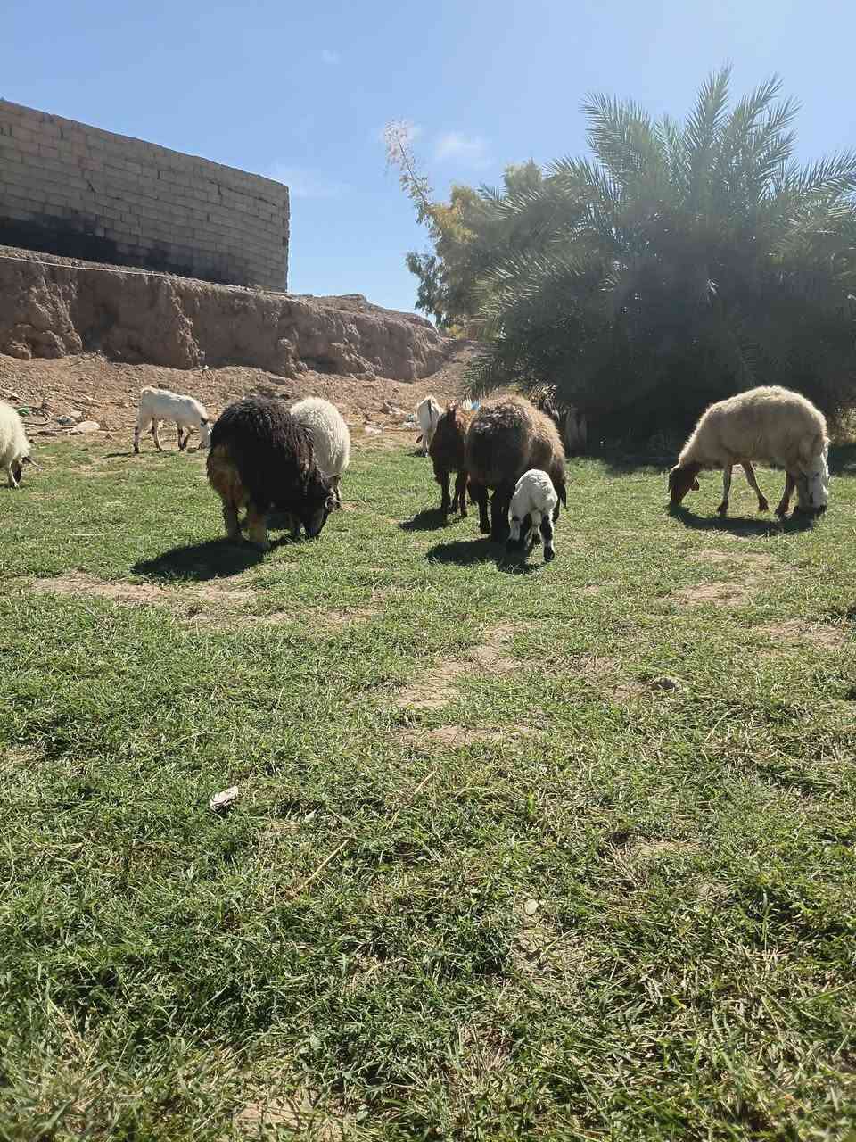 للبيع • تكريت فلكه العلم