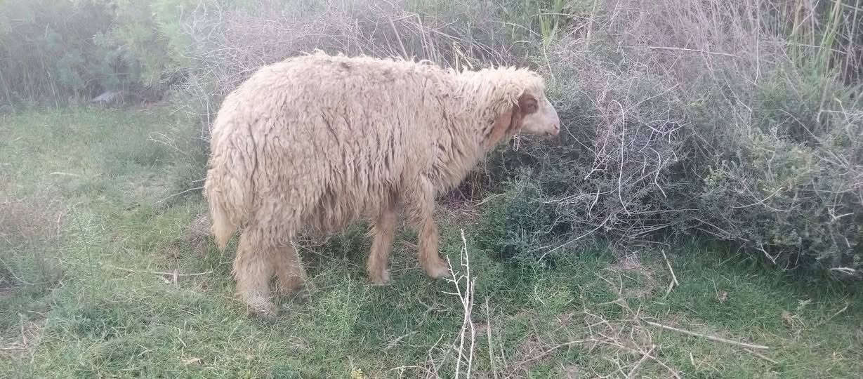 ورجيين مناسبات • ناصريه المركز