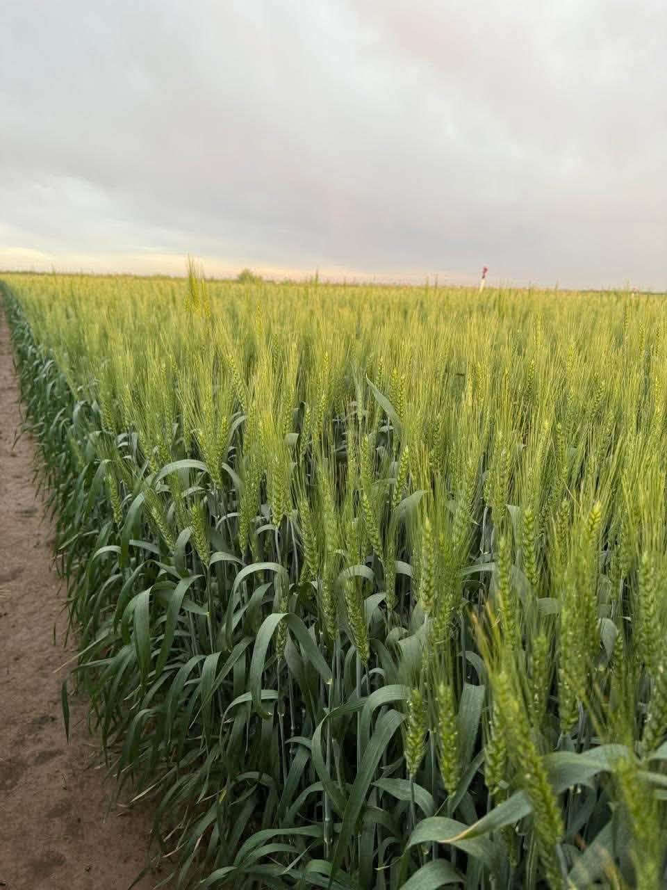 � متوفر لدينا حنطة بنكو بنت المغلف 🌾

✅ شرط النقاوة
✅ نصف مفترشة
✅ متوسطة الارتفاع
✅ إنتاجية عالية
✅ صنف مميز ومناسب للزراعة

📞 للحجز والاستفسار:
***********
***********

📍 كركوك – الحويجة

🌾 بنكو… خيار الفلاح للإنتاجية العالية

نص مكتوب في الصور:
- بنگو الايطالي
- بنگو نصف مفترش