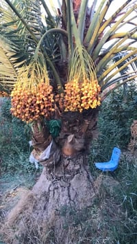 نخلة • برحية • مثمرة