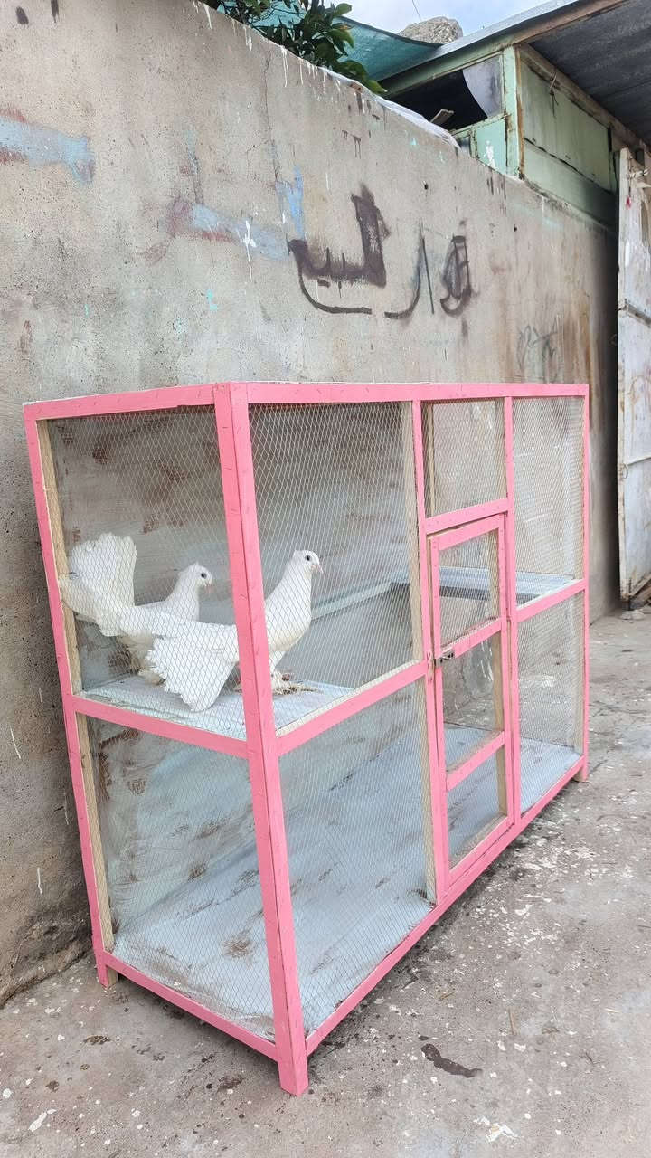 عواريس • قفصهن • تلكيف