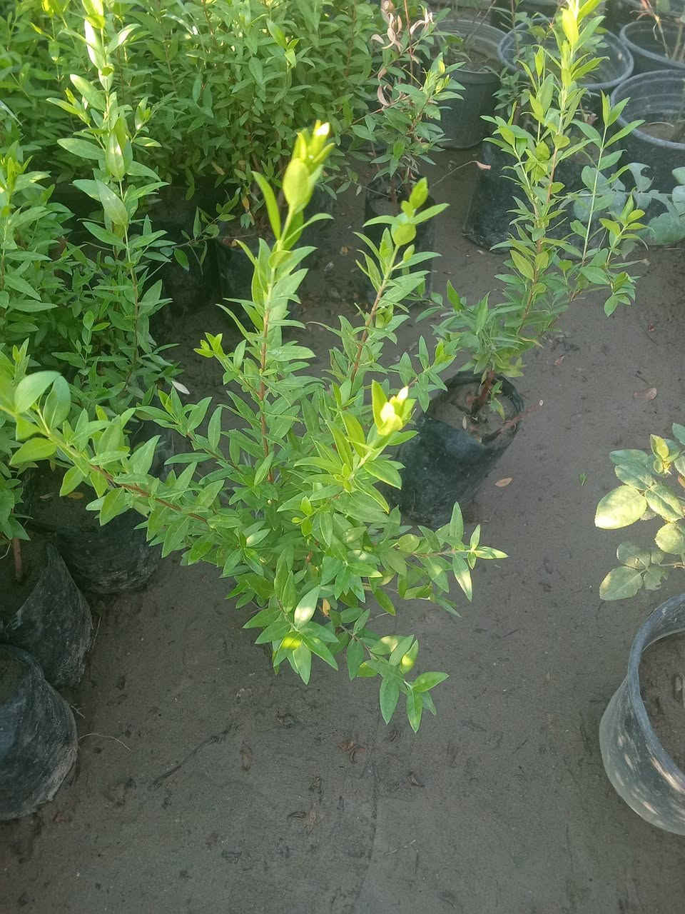 ياس عراقي ب٢٠٠٠
كل ٣ب٥ 
التوصيل داخل بغداد فقط 
للطلب*********** واتساب
