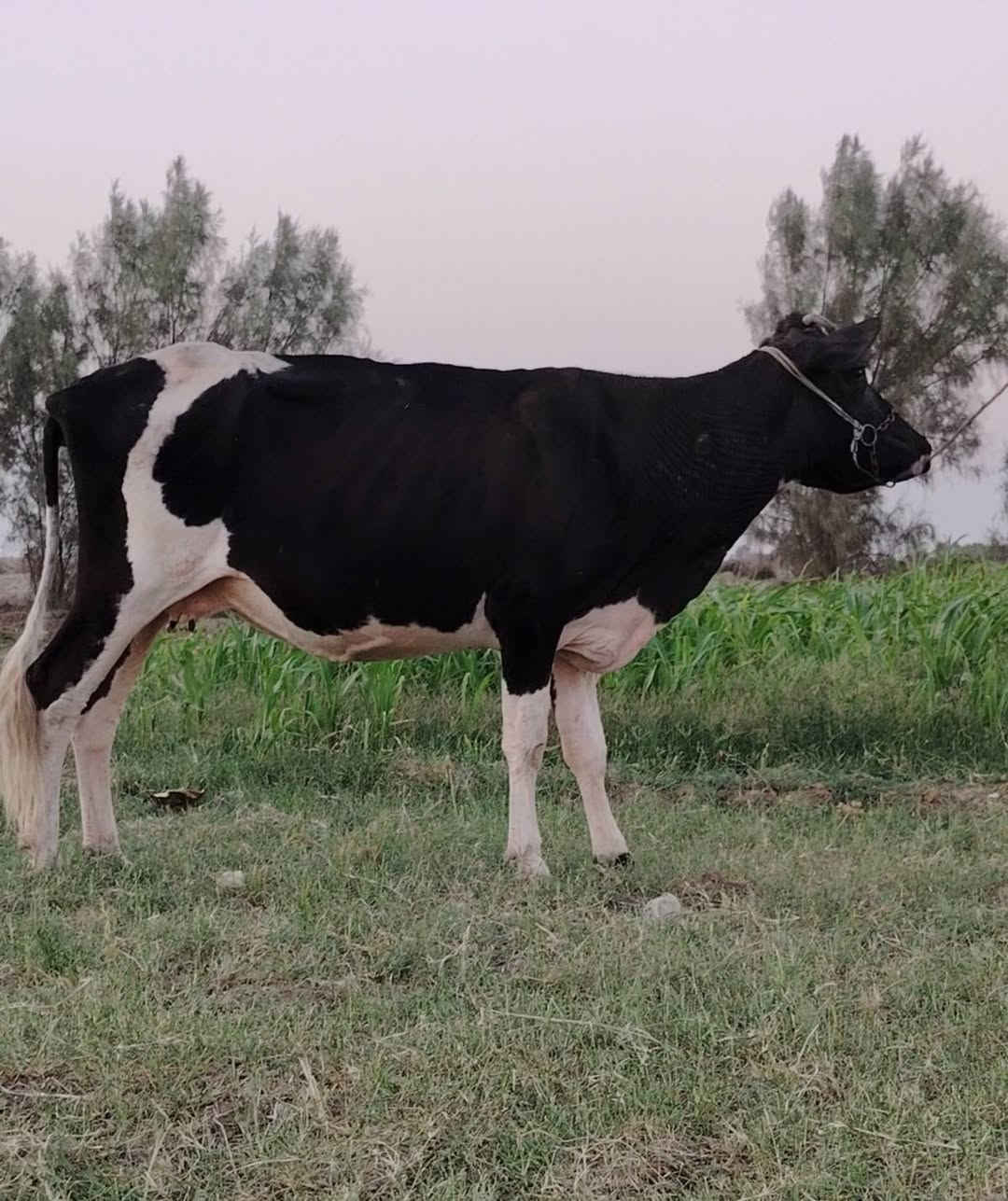 السلام عليكم للبيع العدد 2 مشىروطات شرط الصحاه والنصاحه والجني خشنات مال جني على كل عيب السعر 
 #السوده1400
#والحمراهولنديه1275 المكان بابل
*********** بي واتساب 📞
@

