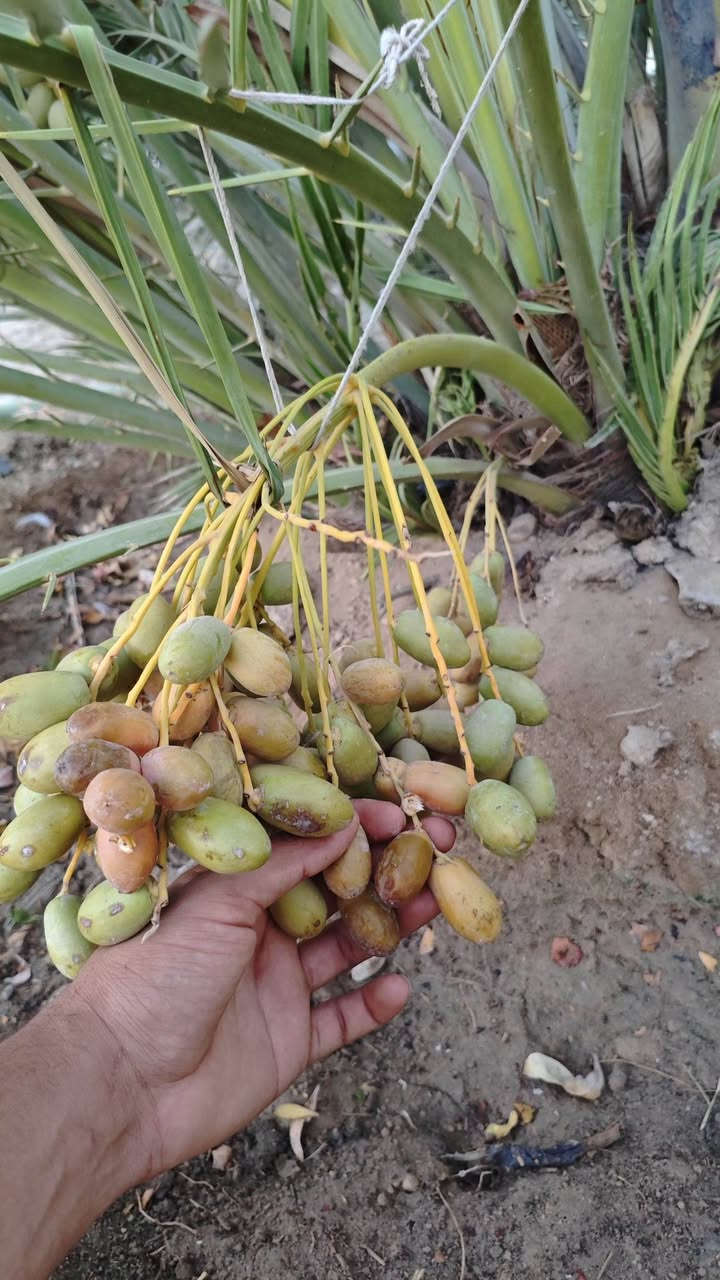 السلام عليكم نخيل للبيع بعده صغير ومحمل مثل ما واضح ***********
