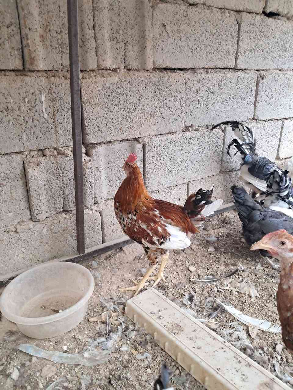 بورسلان • المنيوم • سامراء