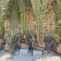 نخيل • البصره • حلاوي خضراوي كنطار