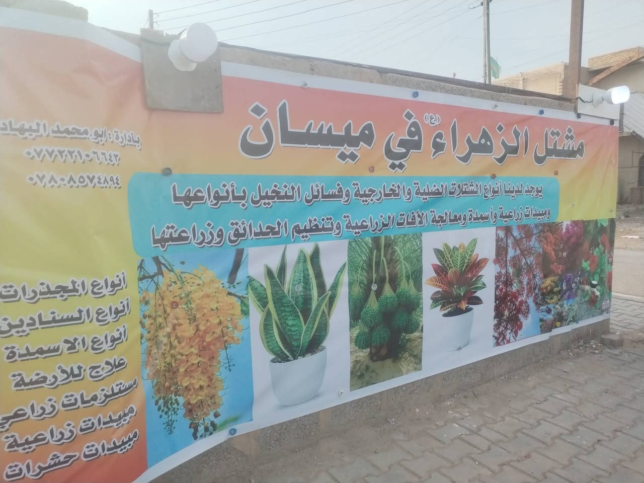 فسائل نخيل • مشتل الزهراء ميسان • برحي