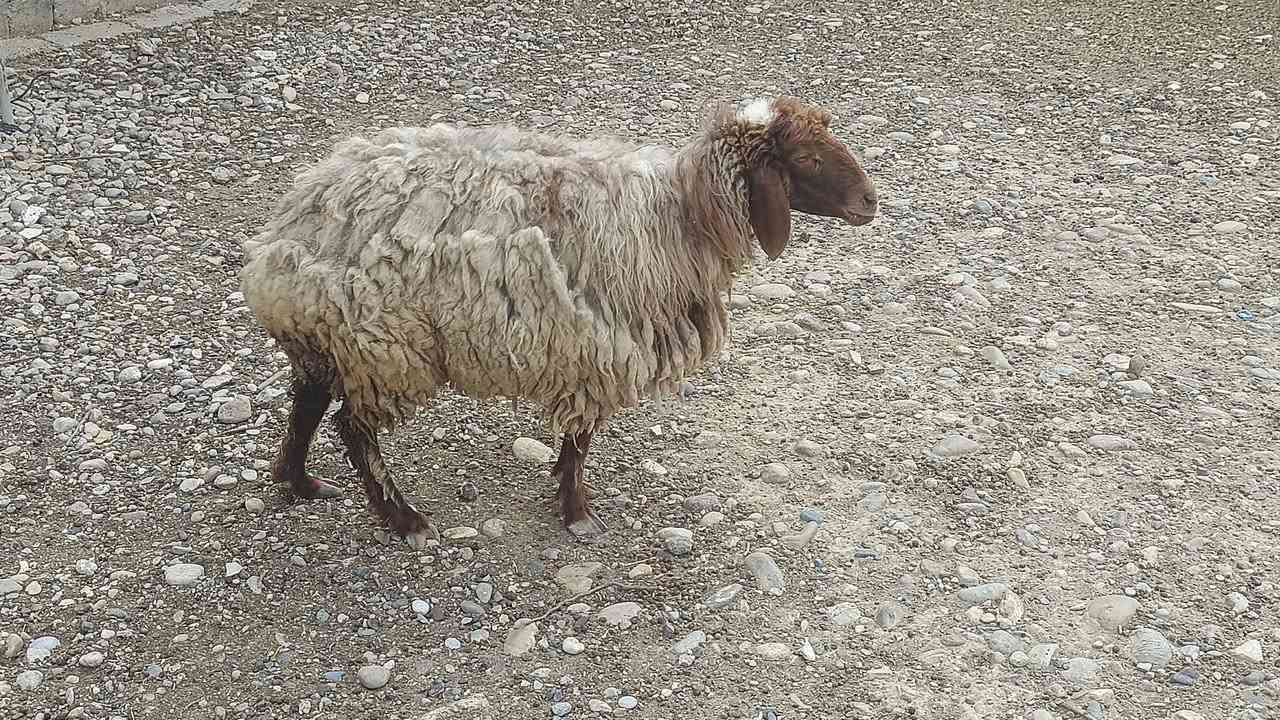 للبيع • نظيف • بيجي