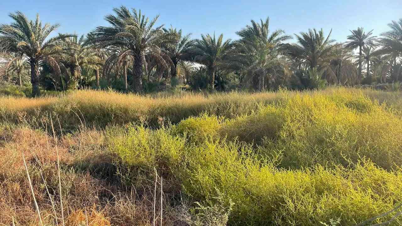 دونم  3للبيع عقد 35في كربلاء ‏منطقة الزبيليه ‏الواجهة100 ‏تبعد عن الشارع 500 متر طريق الرابط الاتصال/*********** /***********
