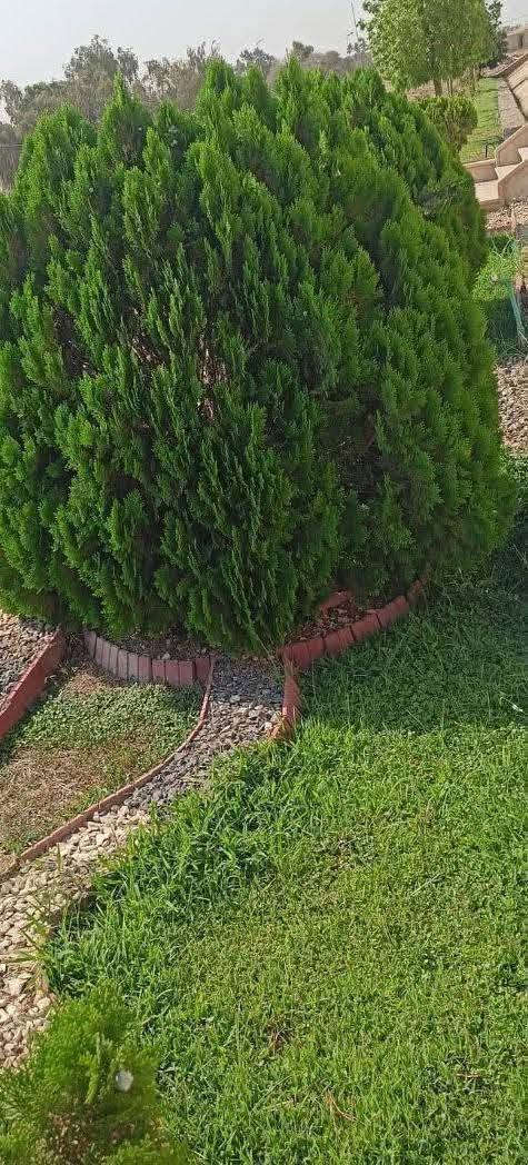 قص الثيل تقليم زراعة ترتيب حدائق تأسيس حدائق جديده كل مايخص الزراعة والنبات    فقط اتصال علئ الرقم متوفر واتساب جزاء من اعمالنه ***********
