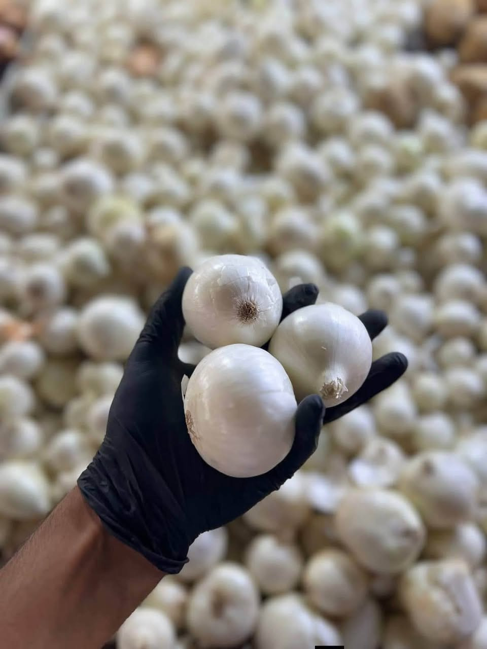 ماكو داعي تطلع للسوق بالحر والازدحام !
خضارك 🥦 وفاكهتك 🍓 توصلك لباب البيت 😌

اطلب الان المسواك الي تريده من طويريج دلفري
 وخليك مرتاح بالبيت 🍏🍋🥑

كل شي طازج وفريش يوصلك جاهز ونظيف
واي شي مايعجبكم يرجع مع المندوب .

التوصيل داخل طويريج والمناطق القريبة📍
وقت العمل من الساعة 8:30 صباحاً لغاية الساعة 12:00 منتصف الليل.
اطلب الان على الواتساب: ***********
طويريج دلفري ... خليك مرتاح 😌
#طوريج_دلفري #توصيل #طويريج #طلبات

