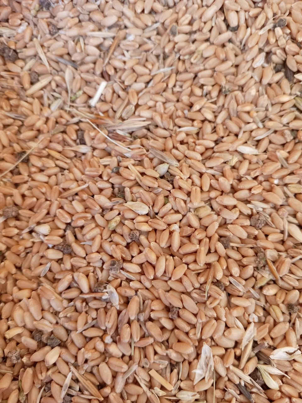 بنت المغلف • حنطة • وزنة