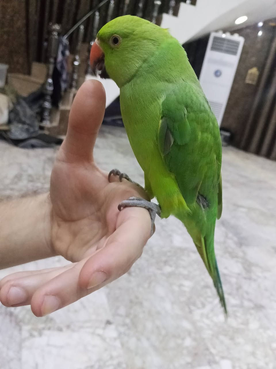 دره هندي • عمره سنتين • فول الألفة