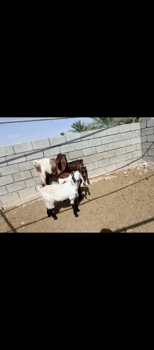 عنز الشاميه • درجه اولى • قرب التاجي