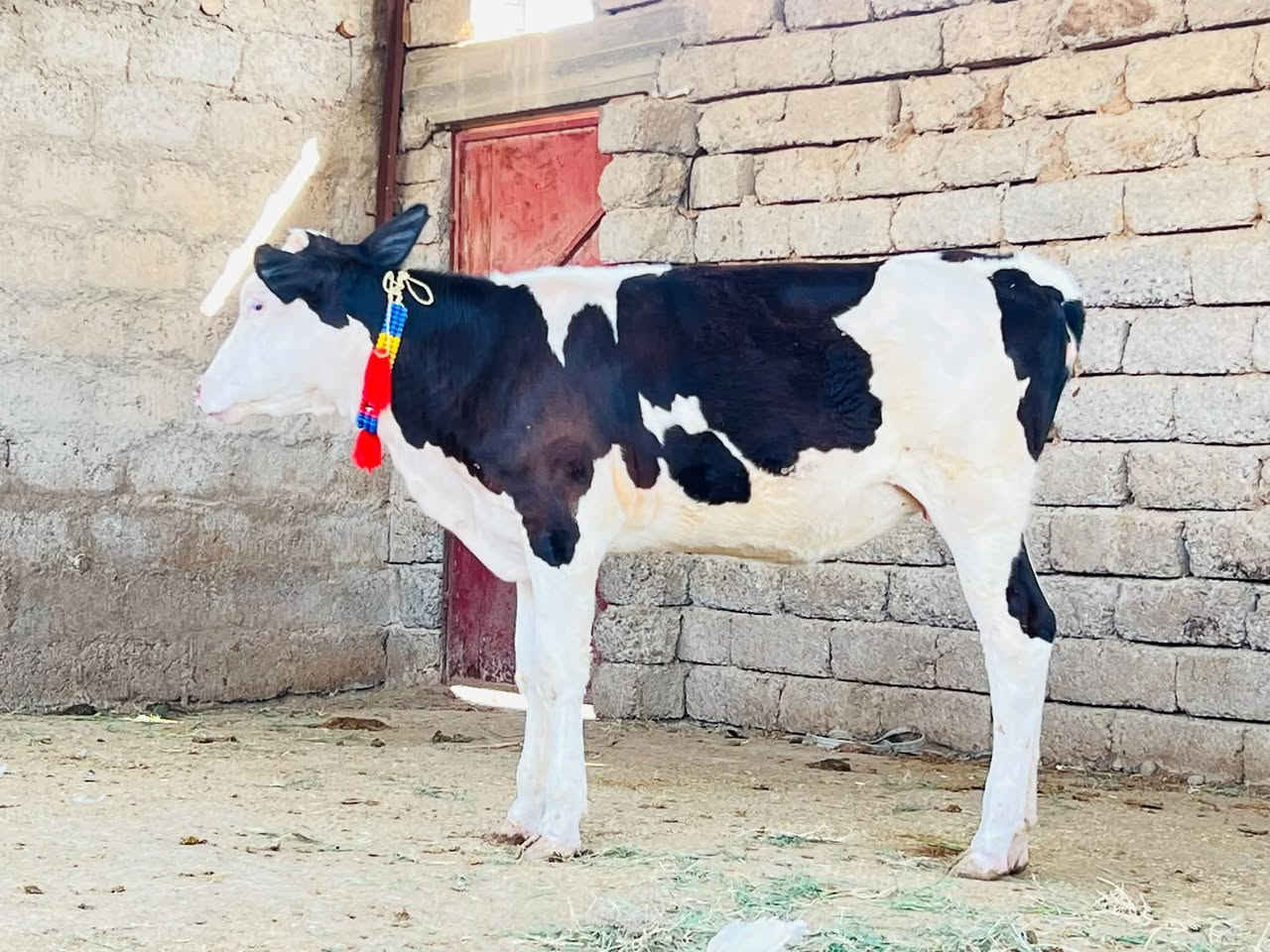 بسم الله ماشاء الله بجر سمتال اصليه حره ماتجي كل يوم من حض الجناي صوره من حلاته نخبه عريضه مريوفه حلال درجى اولى ول مايعرف قيمت الحلال لا يخابر نصاحه فول دكاكه مال اجل وبسعر مناسب المكان الشرقاط الخضرانيه الاتصال على الرقم ***********//ملاحضه توصيل موجود حسب الاتفاق
