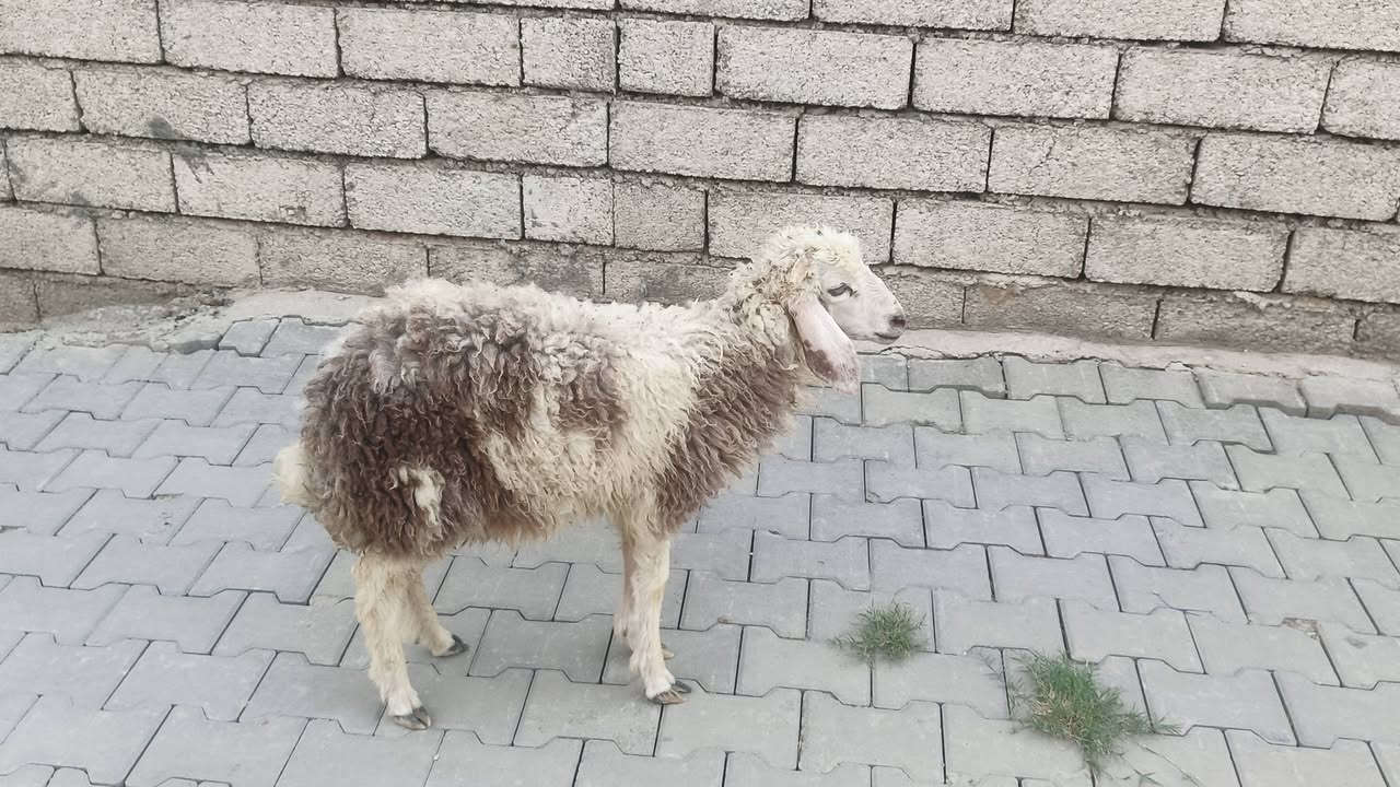 طلي • بيجي حي العصري