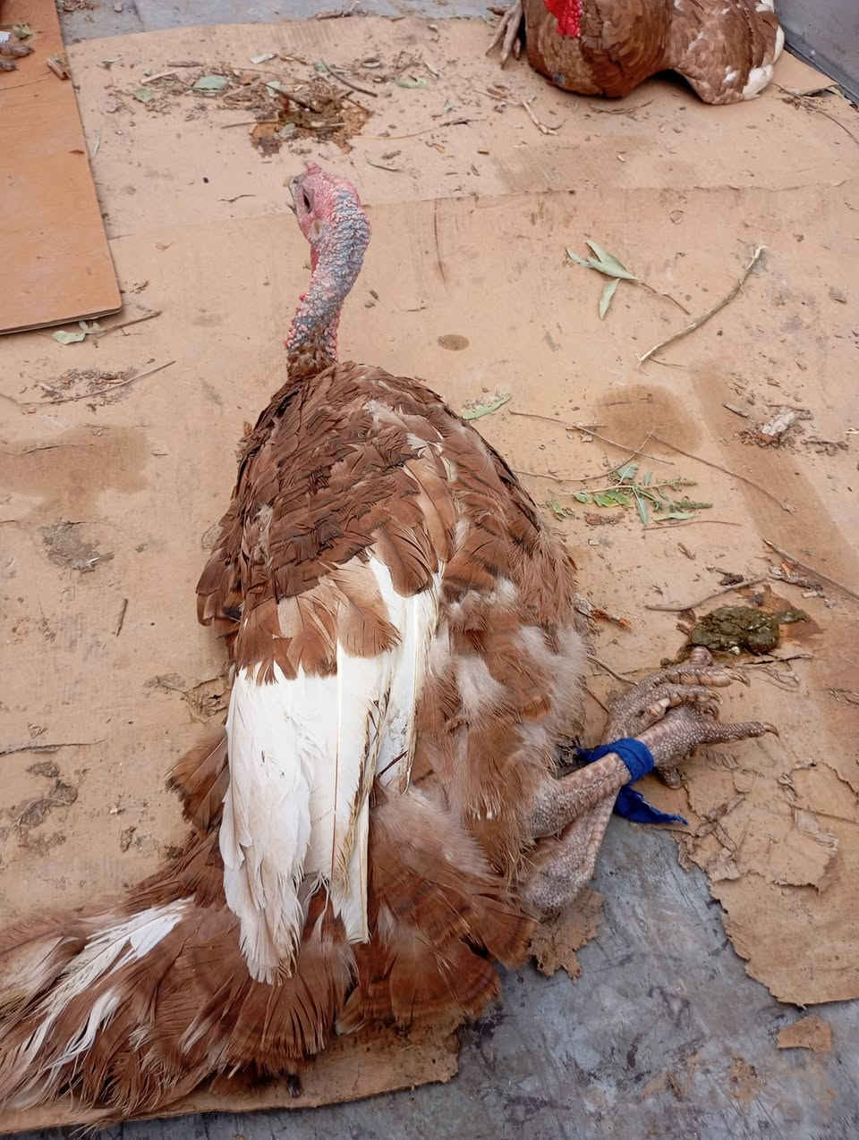 السلام عليكم يوجد ديوكه شيش للبيع للاتصال ***********
