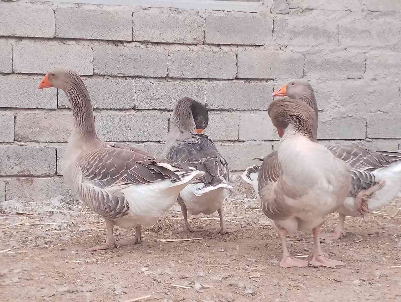 قازات شامي • فحل • مواليد هالسنة