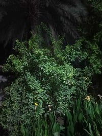 ٣٧٥٠م • طابو ملك صرف • بستان نخيل