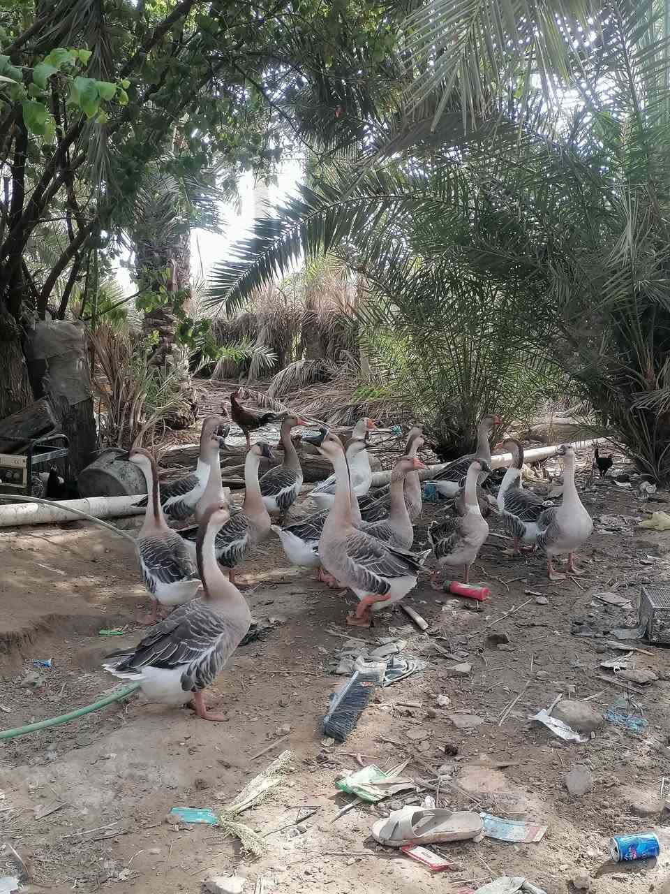 بطوط للبيع • مجموعة ١٤ • ديوانيه قرب الشاميه