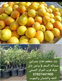 بابل جبله • مطعم تفاح • سندانه