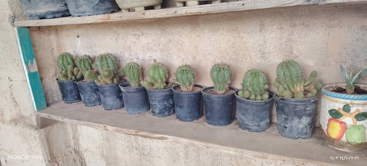 صبار • عمة القاضي • نبات زينة