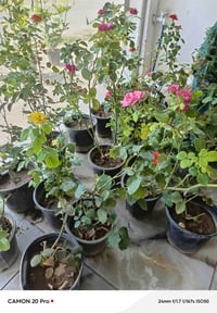 نباتات • جبند جوري • يوكا