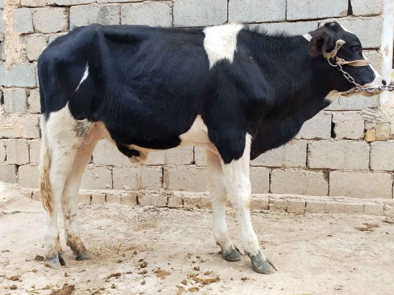 فريزي اصلي • بابل • بيه مجال