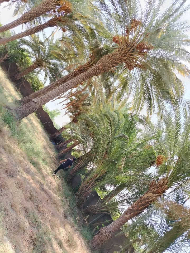 أرض زراعي سند ٢٥ مساحه ٥٠٠ متر طريق السنية السياحي قرب مشروع الماء من جهة الشط تبليط للباب ماء كهرباء نخل وتين وتكي
***********
الاستفسار  ع الاتصال ع الرقم

