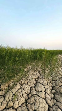 فلاح • ٤ دونم ماش • ٦ دونم سيسبان