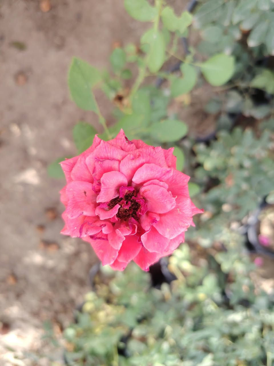 🌹🌹مشتل الأخوين 🌹🌹
السلام عليكم ورحمة الله وبركاته
تم وصول وجبه جديده من النباتات 💖💖
جوري  عطري🌷🌷
ياس عراقي🌱
بتونيه شجريه وقزميه مختلف لالوان 🌿 
دفله ا🌹 
نارنج عراقي 💞🌺
تكي كندي 💕
تين الوزير أبيض 💝
دا ودي 🌱
ضليات 🌱
ياس إيطالي 🌿
وردي بربري ورد صباح
جاكرنده
كف مريم قزميه 🌿 
جهنمي قزمي 🌿
جهنمي قطمر🌿 
جهنمي تركي متسلق💐 
ست حسن🌿 
ويوجد كافه انواع السنادين

ومختلف الأنواع من نباتات الزينه والنباتات المثمره❤
مشتل الاخوين(ابو وليد) قرب مدرس الأندلس 
الاستفسار متواجدين على الفيس بوك 
ابو وليد ***********

نص مكتوب في الصور:
- الدورنتا