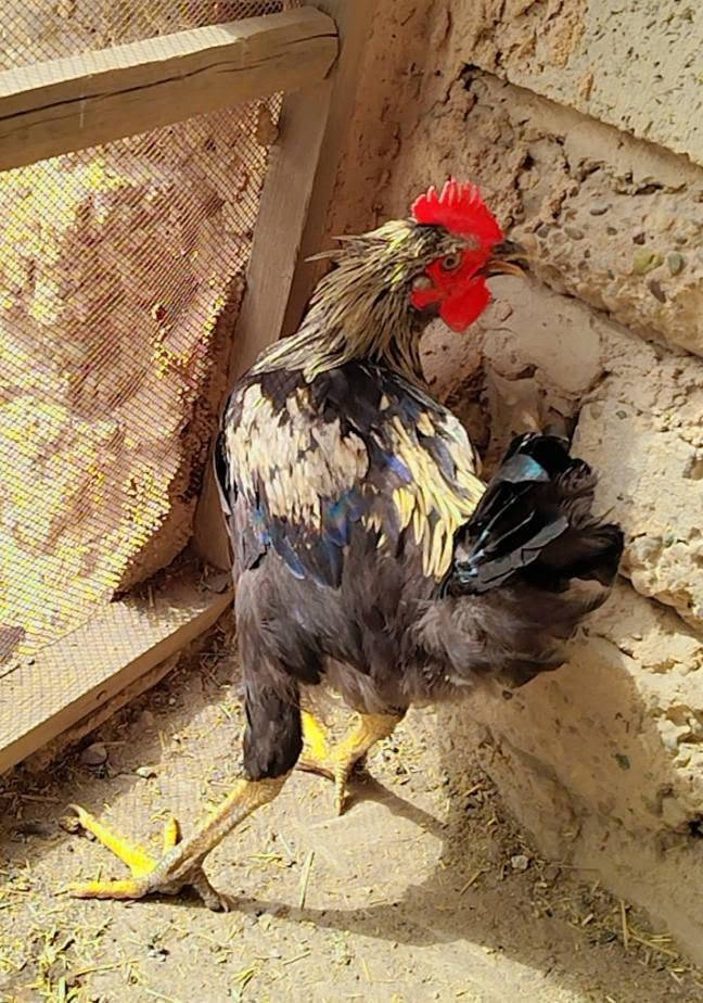 سامراء • ديج ودجاج • توصيل