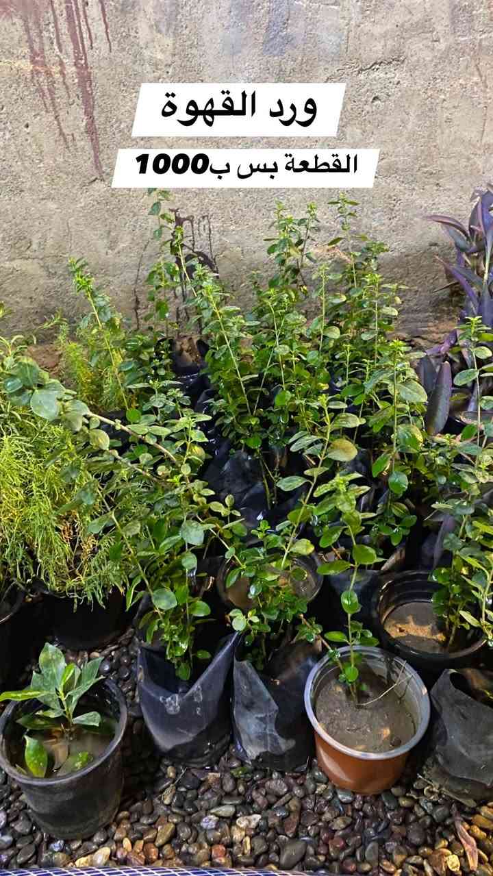 🌿💙 أهلاً وسهلاً بكم في مشتـل دوميز 💙🌿
نورتونا ونورت صفحتنا 🌱✨

🔥 اليوم وفرنالكم نبتات أكثر ومن أنواع مختلفة!
🪴 أكثر من نوع وبسعر 1,000 دينار فقط 😍🔥

🌿 أسعار مميزة ومناسبة للجميع
💙 اختاروا النوع اللي يعجبكم وخلو البيت أحلى بالنباتات 🌱

🚚 التوصيل فقط بـ 1,000 دينار للمناطق التالية:

📍 حي سومر
📍 حي دوميز
📍 حي الانتصار
📍 يارمجة
📍 حي فلسطين
📍 حي الصحة

📲 للطلب والاستفسار:

💬 واتساب: ***********
📞 اتصال: ***********

🔥 الكمية محدودة والطلب حسب التوفر 🔥

🌿💙 مشتل دوميز — نباتات أكثر، جمال أكثر، وبأسعار تناسبكم 💙🌿
