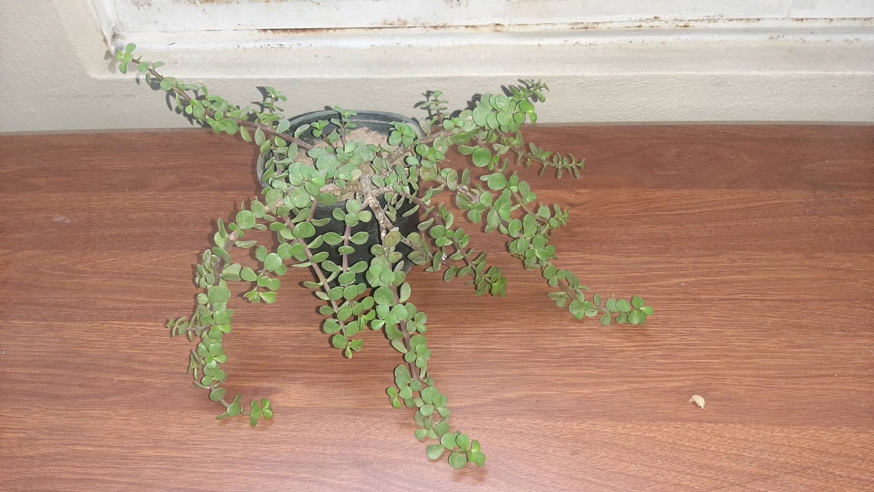 دمعة طفل • نبات • اصيص