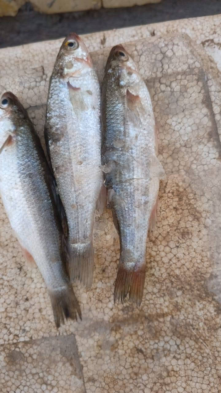 تازه • خشنيه • العصر