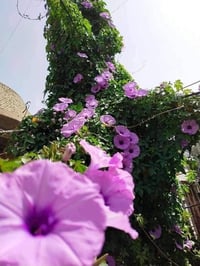 متسلق ست حسن • للأسوار • تنسيق خارجي