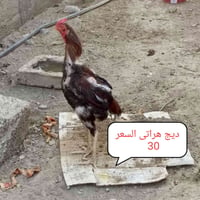 دجاج هراتي • الشرقاط الساحل الايسر