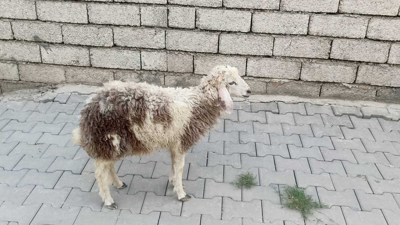 طلي • بيجي حي العصري