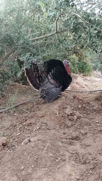 ديچ بصرة • ٧ كيلووات