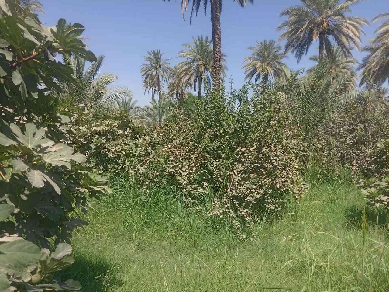 السلام عليكم
بسم الله الرحمن الرحيم. 
يوجد مزرعة للبيع.  طابوا زراعي سند 25. بستان. 

المساحه 20 دونم. 

متكونه من 500 نخله متنوعه.  برحي مع الفسائل. ومكتوم مع الفسائل.  زهدي خستاوي.  شكر. 
  مع 600 شجرة تين بني مسلم. حمال جديد. حديث 
مع 3 دونم عنب. متنوع 

 50 شجرة  رمان. حمال. نوعيه امريكي ويمني. 

 30 شجرة سفرجل.  حمال. 

والارض مزروعه جت. 

وتحتوي على بيت مرتب ونضيف. جاهز للسكن 

وحقول عجول. نضام حديث. 

تحتوي على محوله كهرباء خاصه بس للبستان. 

مع ماطور كاز.  حديث. 
مع نحالات كهربائية. 
 
نهر خاص من الشط. 24 ساعه وتوفر ماء للسقي.  خير من الله. 
ماء اساله فول البوري كدامة.  

الارض واجهيه عل شارع تبليط450 متر 

نزال 150 متر 
 
مشموله بالسلف.  تكدر تسحب سلفه عليه 800 مليون. 

الموقع. بابل. الهاشمية.  منطقه التياس.  
اي ستفسار خاص اوواتساب

***********
