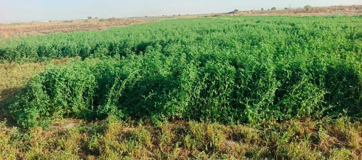 السلام عليكم مكلف بل نشر اتصل عل رقم 
يوجد جث ثخين طول الوح 15متر الوح بيه حمل كيا سعر الوح ب10والي يأخذ كميه يختلف السعر المكان الشرقاط بحاوي شكراً  ***********
