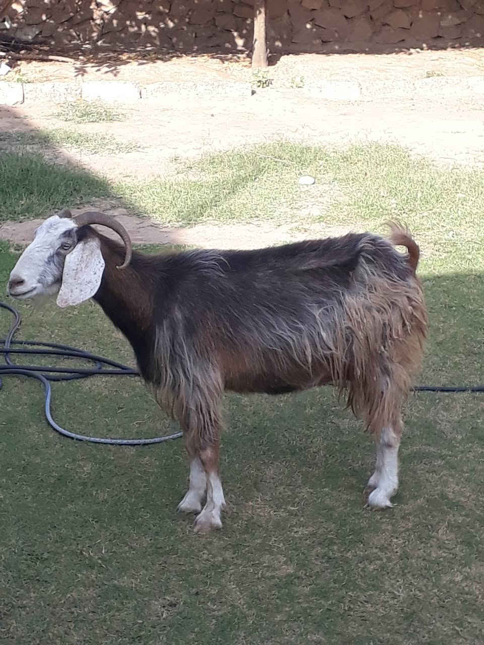 طلي فاخر • عنز شاميه • حي العصري