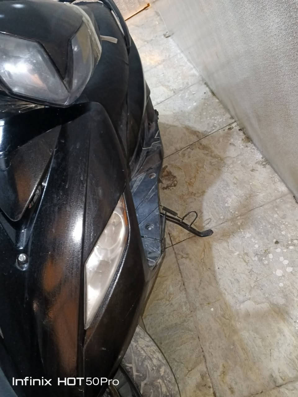 ثعلب • نضيفة • مصبوغة