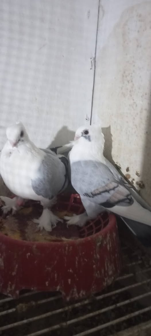 زوجين أفريقي • للبيع