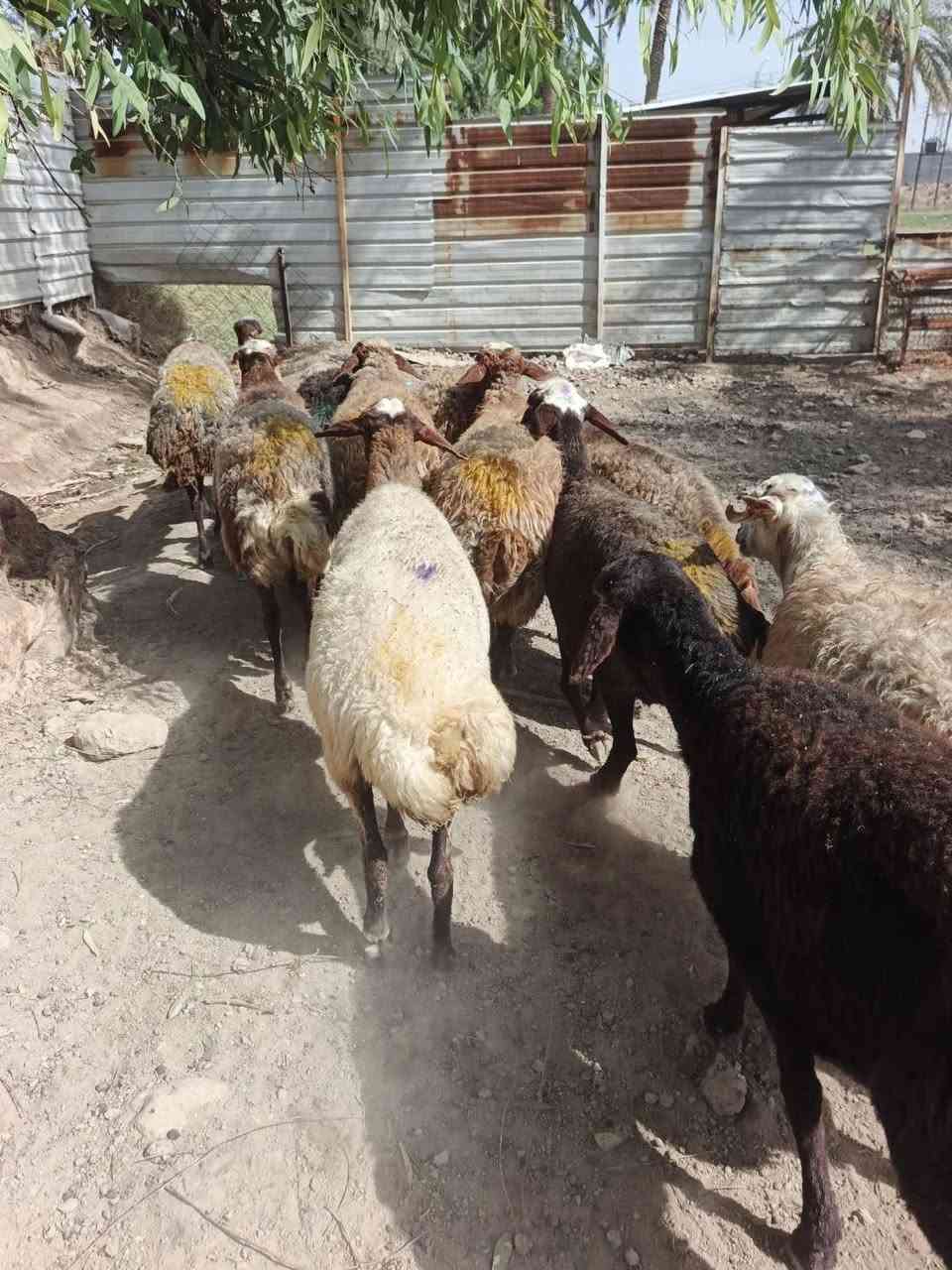 نعاج ايرانيه • خشنه • عشر شرط