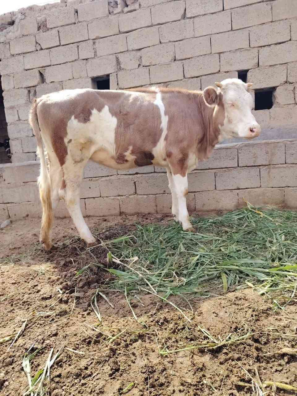 بجر • سميتال • صارله شهر ونص