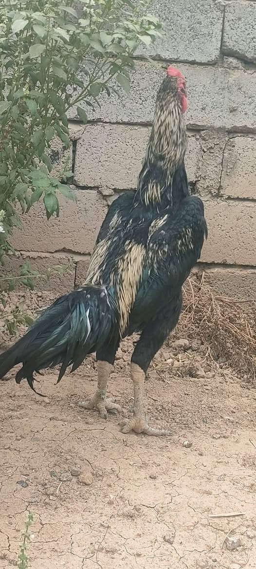 متاح • مكلف بالنشر • خابر صاحبه